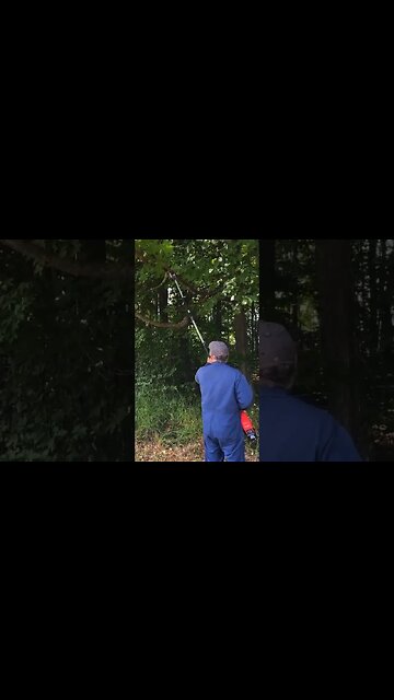 Cordless Milwaukee Pole Saw in Action