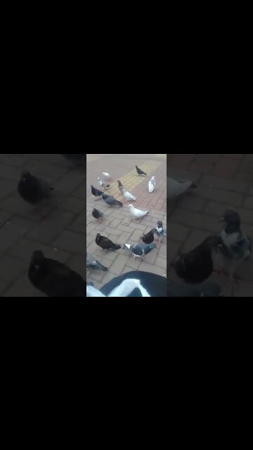 os pombos na praca pt6 #shorts