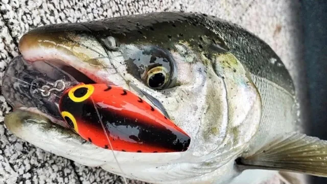 Spinners, Spoons, Wigglers and More. (Let's Talk River Salmon!)