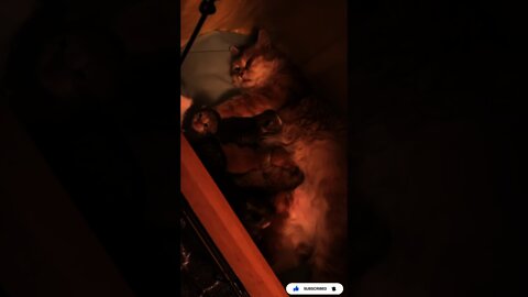 How Mother Cat Feeding Her Baby Cute Kittens Getting Milk - Cat Lover This World