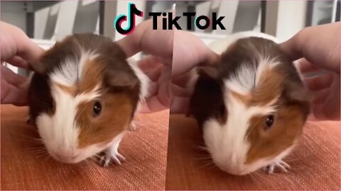 Funny Japanese Animal Tik Tok Video 2021