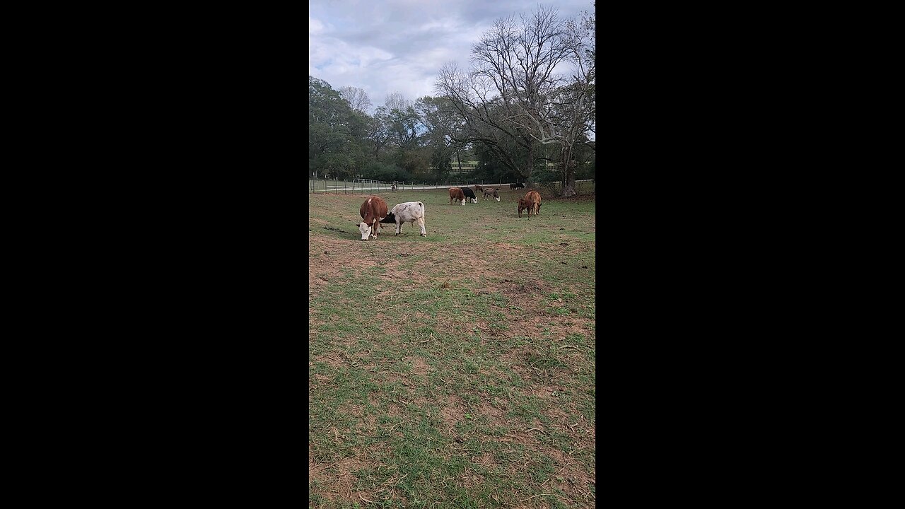 Momma cows and bull calves.