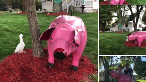 Rich took to Facebook, where his missing pig post gained attention throughout the DeWitt community.