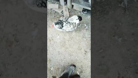 Good morning Rhiannon Rusty and P2 10th October