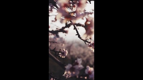 Trust in Allah's plan - Mufti Menk