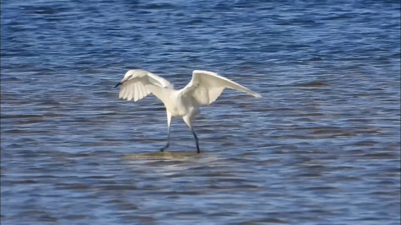 Egret Enjoying the Day