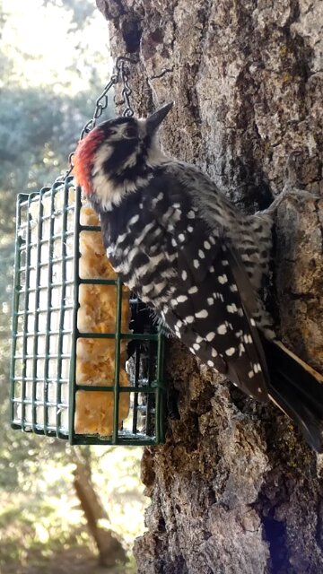 Nuttall's Woodpecker🐦Afternoon Suet Peck