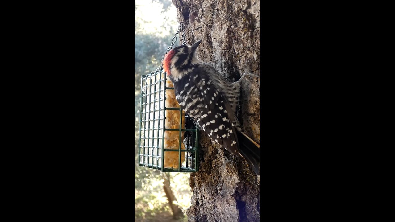 Nuttall's Woodpecker🐦Afternoon Suet Peck