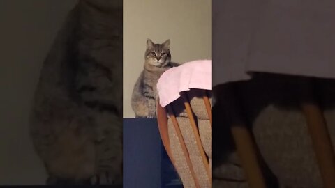 #cat #kitty #trending