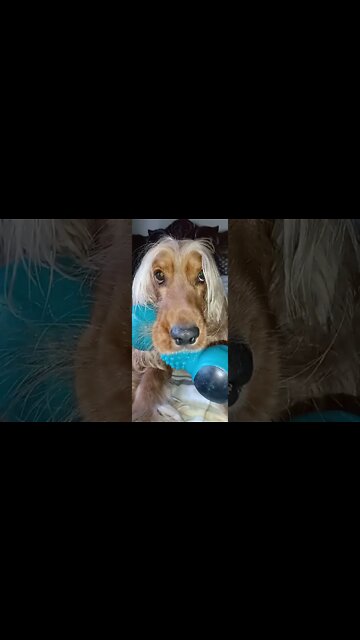 #dogshow, #amimals, #dogs, #shorts