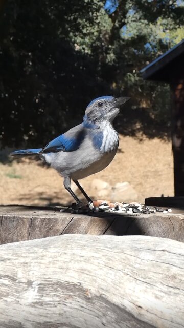 California Scrub-Jay 🐦Woodshed Peanut Raid