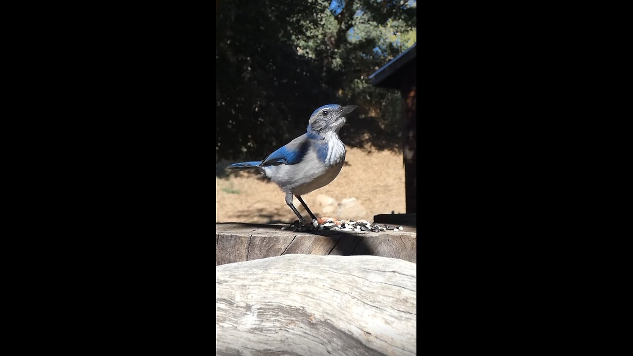 California Scrub-Jay 🐦Woodshed Peanut Raid