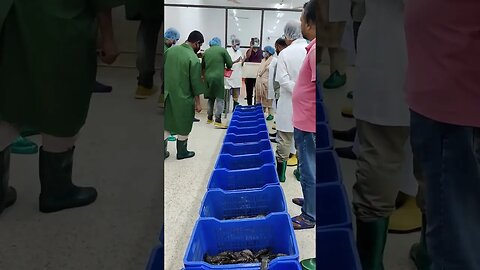 Shrimp grading separation #shrimp #shorts #travel #shortvideo