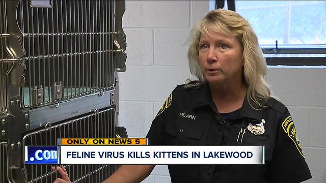 Lakewood Animal Shelter stops cat intakes for two weeks after deadly virus kills five kittens