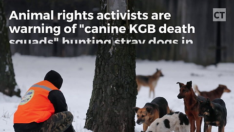 Report: Russian "Death Squads" Eliminating Stray Dogs