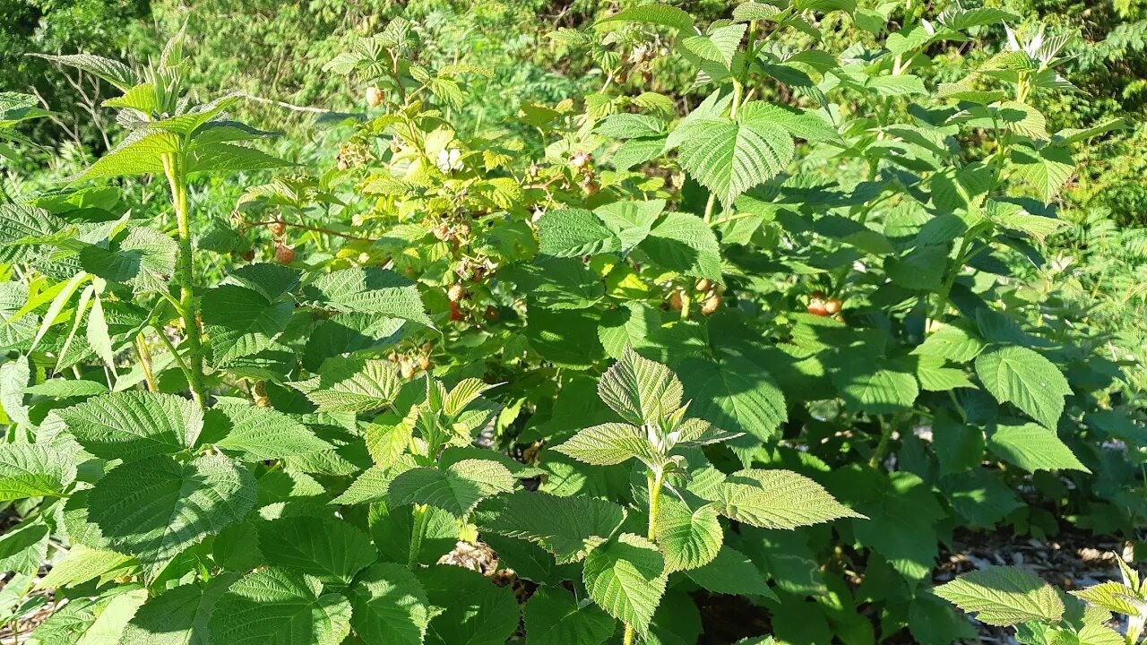 Starting seeds - everything you need to know to start seeds for your permaculture garden.