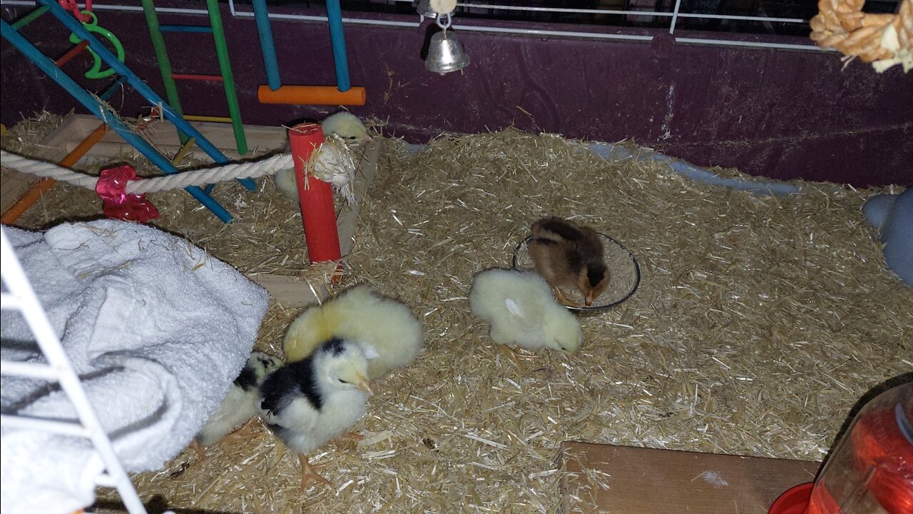 New chicks. How to keep them warm without power