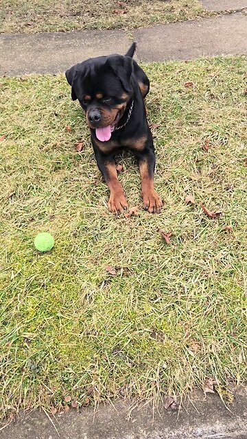 Doneyuno_Rotties XXL