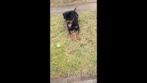Doneyuno_Rotties XXL