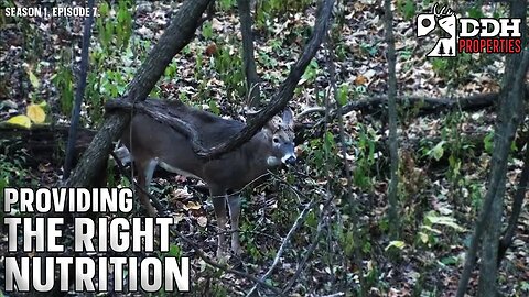 Easy Ways to Improve Nutrition for Deer | DDH Properties