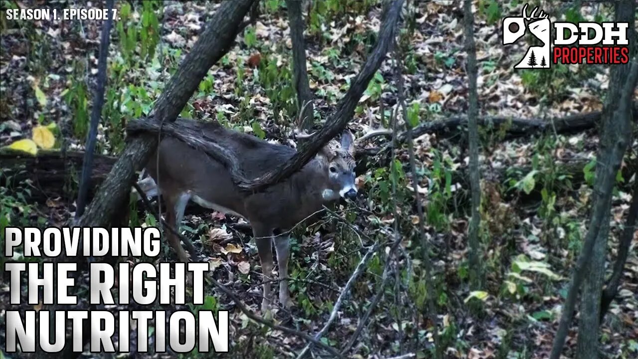 Easy Ways to Improve Nutrition for Deer | DDH Properties