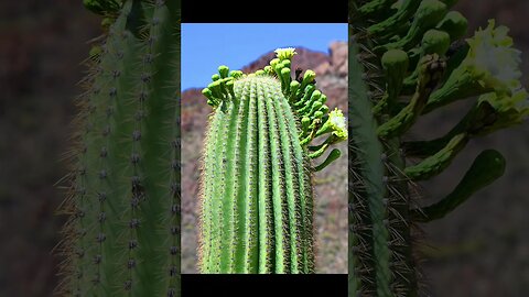 Saguaro Blossoms