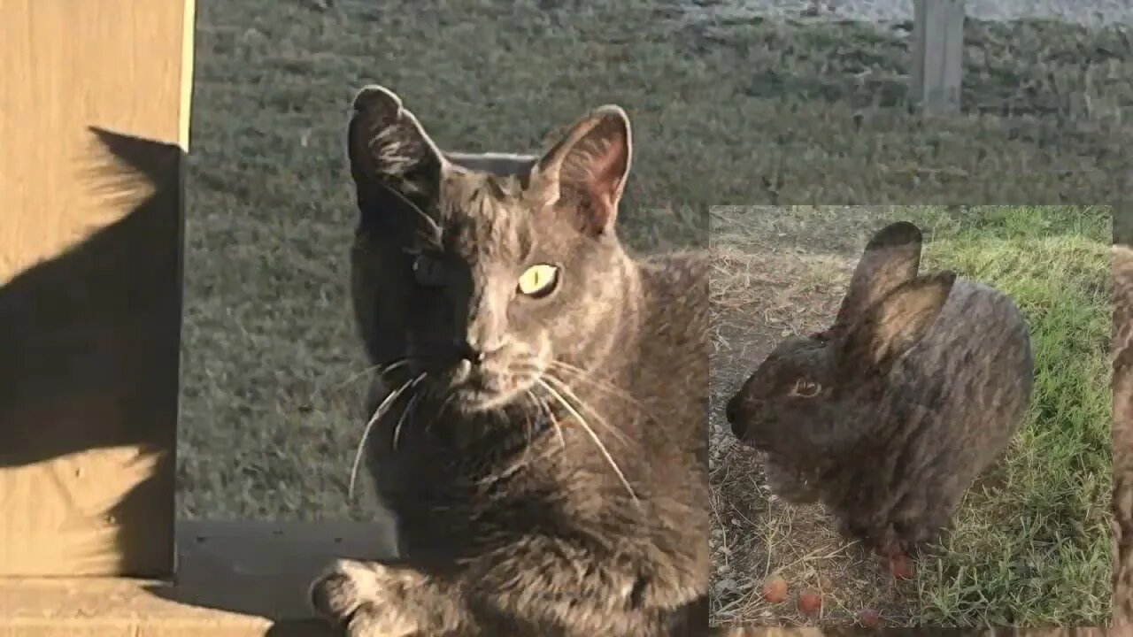 Cute Baby Horse Playing With Cat - Really Showing Off With Good Kick Extensions