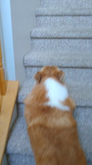 Corgi Bounces Upstairs
