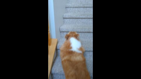 Corgi Bounces Upstairs