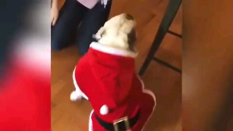 Merry Christmas With Cat 🐈 🎅 🎄 🤣