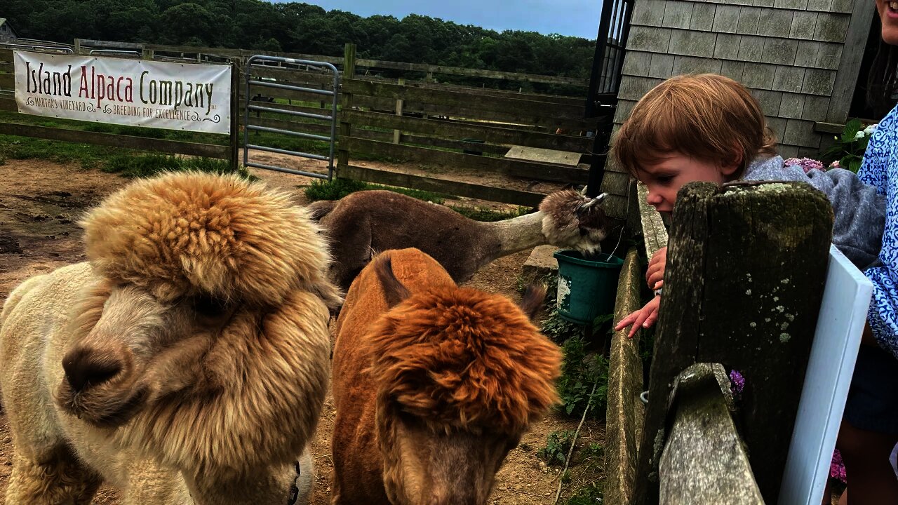 Breakfast at Katama Airfield and Island Alpaca Farm - TWE 0299