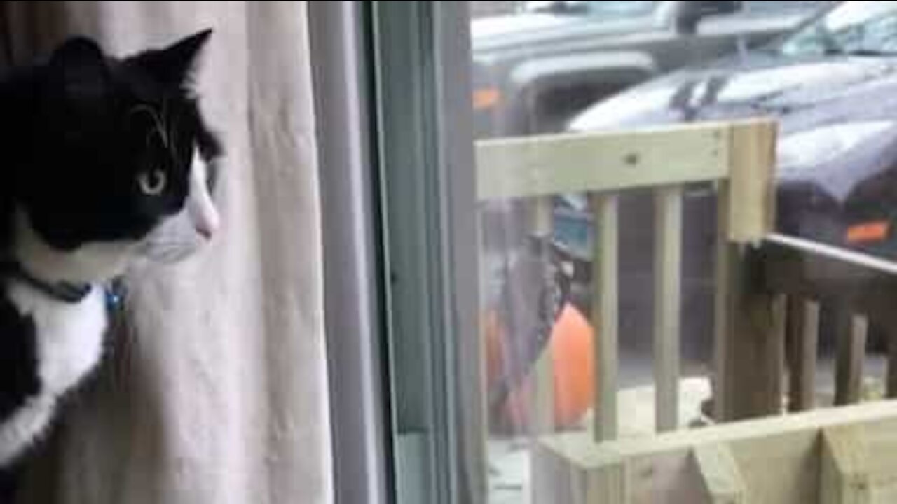 Clumsy cat trying to hunt bird falls from sofa