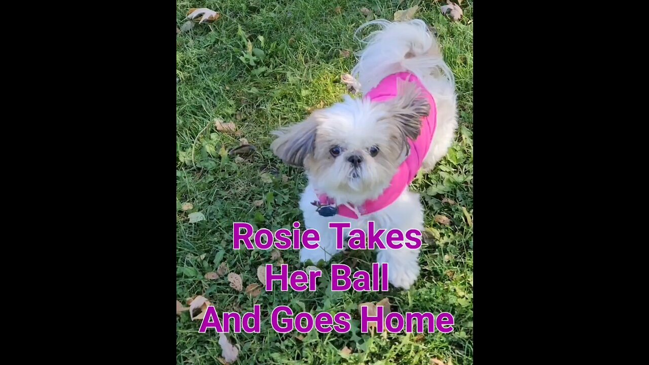 Rosie Takes Her Ball And Goes Home (Featuring Rosie The Shihtzu)