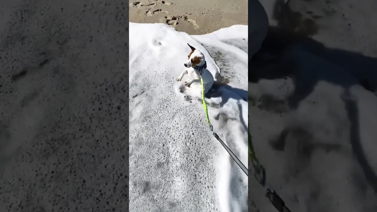 Jack Russell First Beach Trip #halloweenwithshorts #dogs #asmr