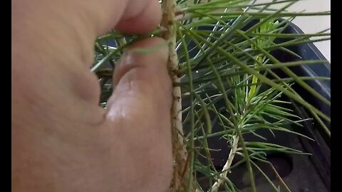 Japanese Black Pine needle thining for back budding.