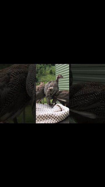 Guinea fowl keets on their first day outdoors