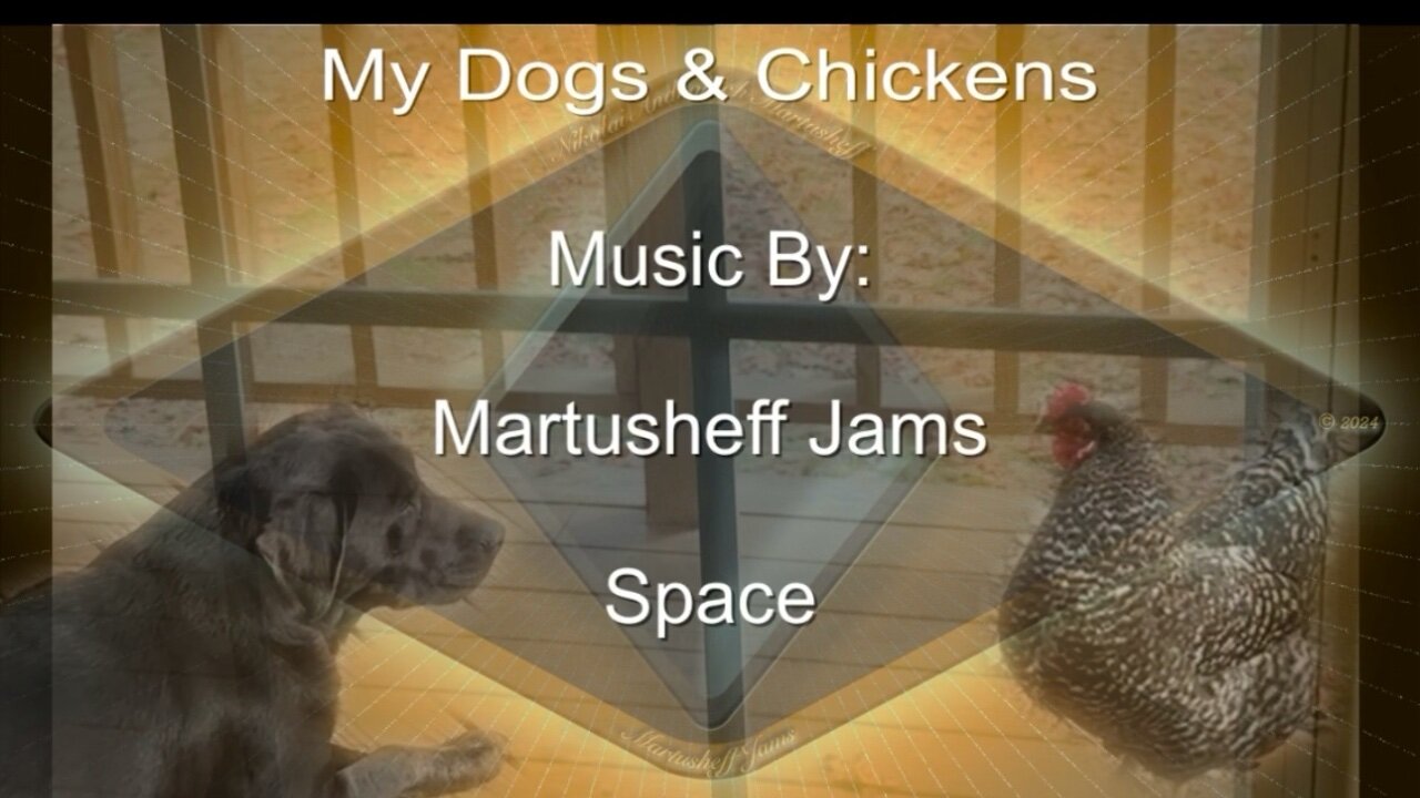 Training My Dogs Around Chickens