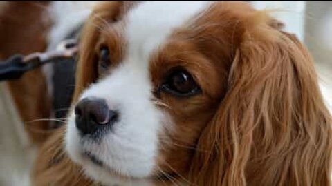 Cagnolina ama le carezzine ma non da vicino!