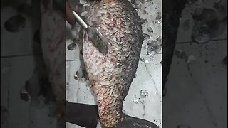 unique fish cutting #মাছ কাটা #Fish cutting video #Fish Cutting Skills #shorts #trending