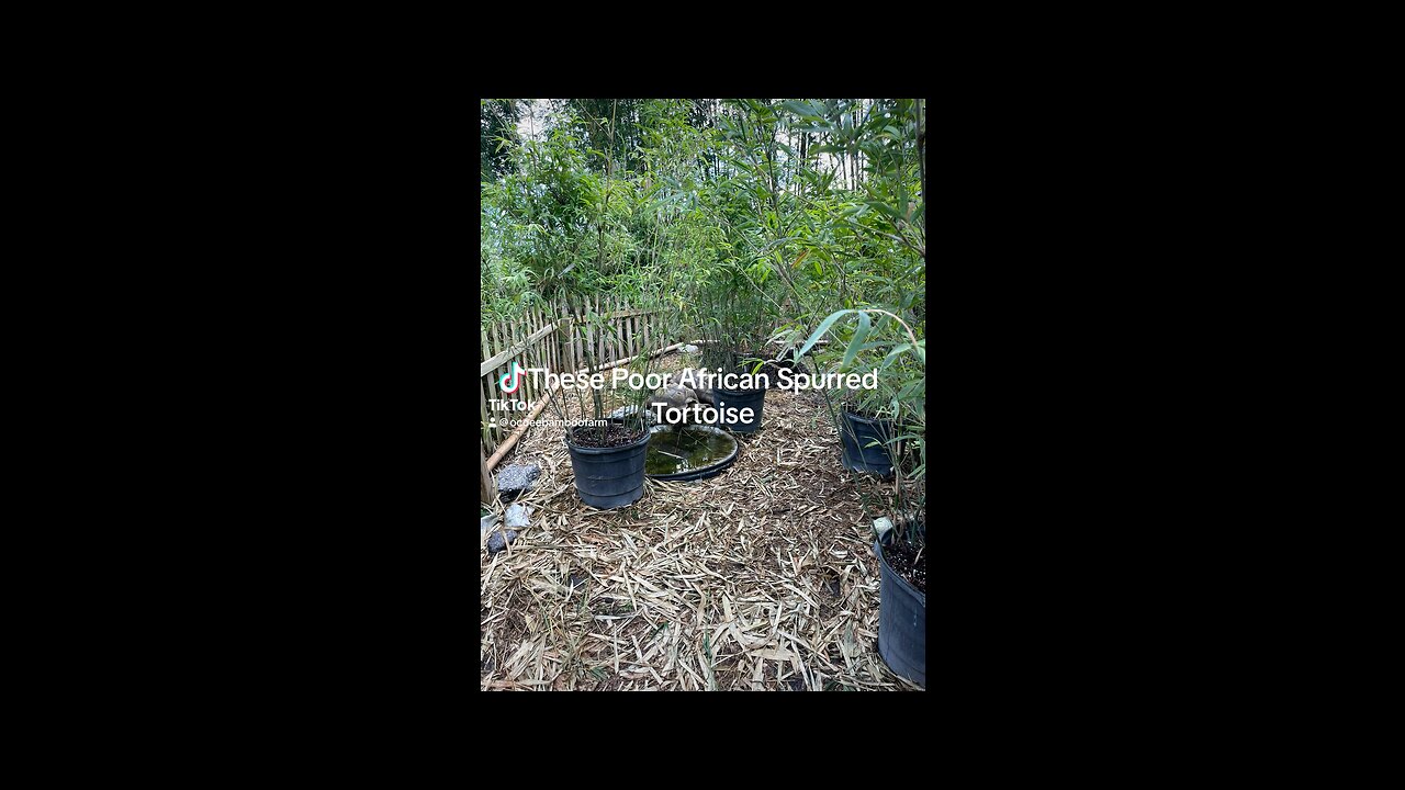 Bamboo Saves Tortoises - Ocoee Bamboo Farm 407-777-4807