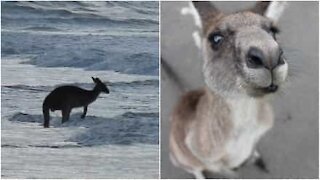 Come si divertono i canguri in spiaggia?