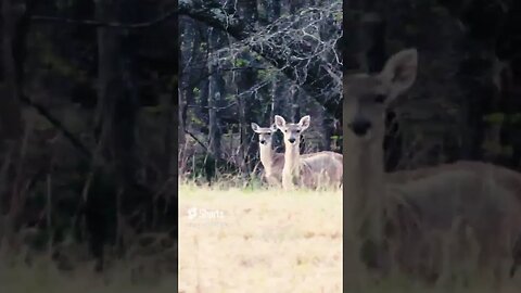 Deer running