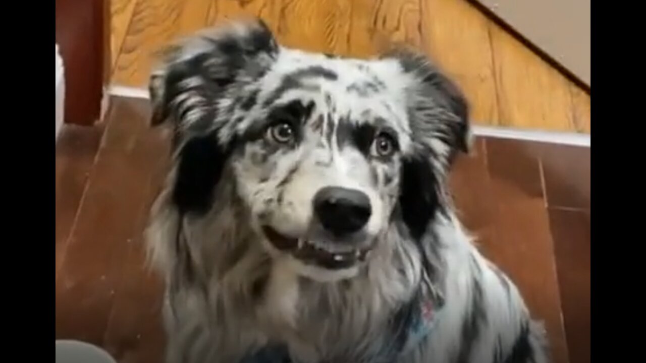 Dog smiling with the Sake of Smiling. Do not laugh