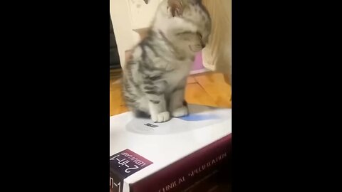 Funny cats amd kitten🤣