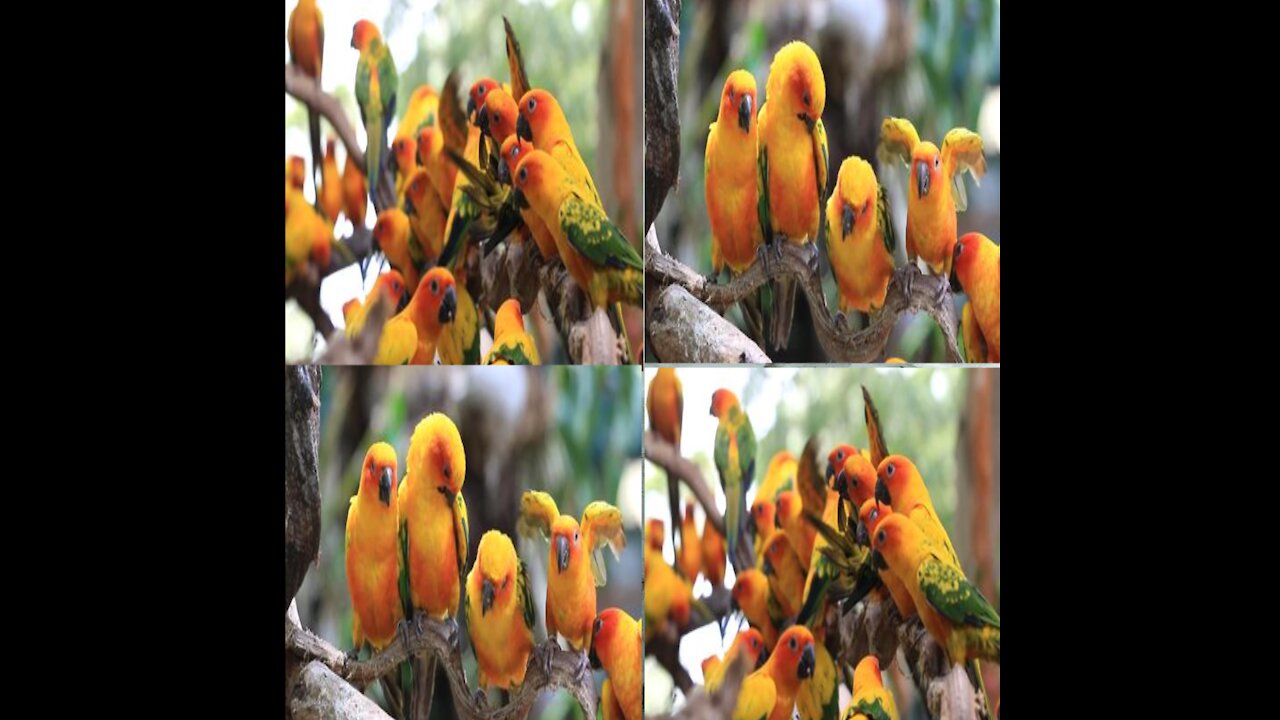 Cute Sun Conure parrots group resting on tree branches