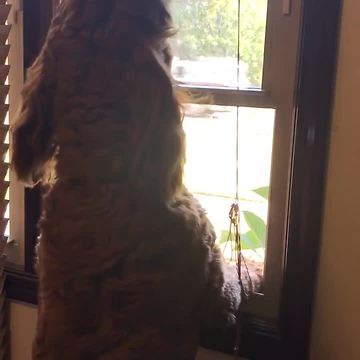 Opie the Indiana Goldendoodle thinks he's a fire engine
