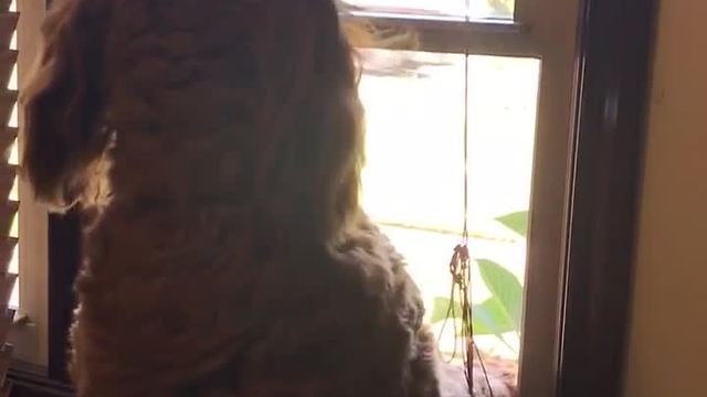 Opie the Indiana Goldendoodle thinks he's a fire engine