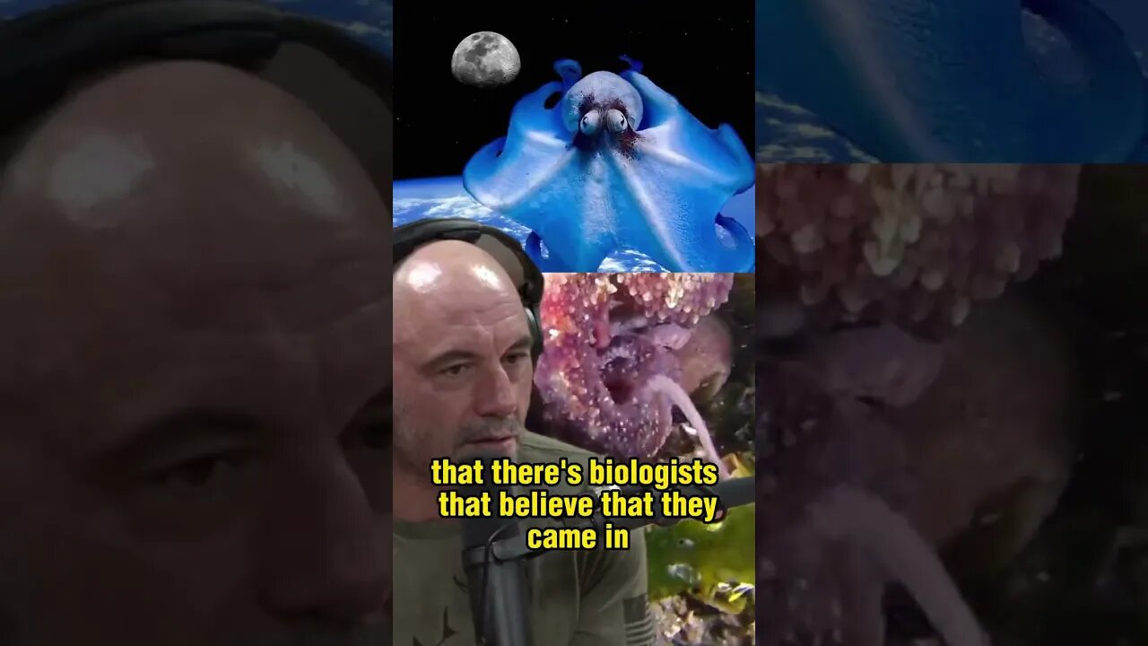 The Mysterious Intelligence of Octopus: Are They Aliens? Joe Rogan and Forrest Galante