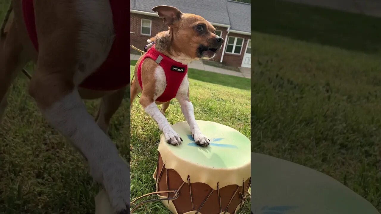 Leo might be a little rusty #dog #shorts #drumming #singer #fyp