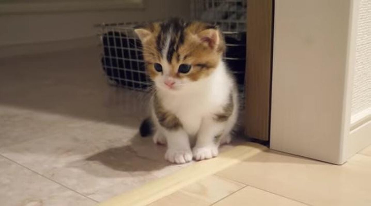 Kitten nick gets upset with his grumpy aunts